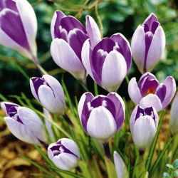 Krokus Vanguard - duża paczka! - 100 szt.