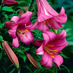 Lilia trąbkowa - Pink Perfection - duża paczka! - 10 szt.