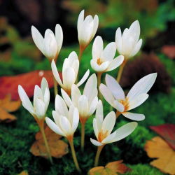 Krokus Jesienny Ochroleucus - duża paczka! - 100 szt.