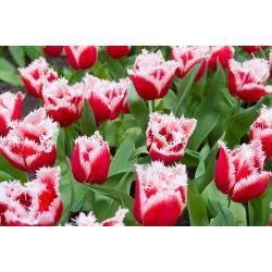 Tulipan Canasta - duża paczka! - 50 szt.