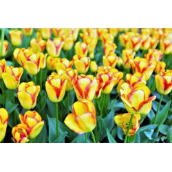 Tulipan Cape Town - duża paczka! - 50 szt.