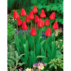 Tulipan Apeldorn - duża paczka! - 50 szt.