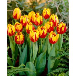 Tulipan Mickey Mouse - 5 cebulek