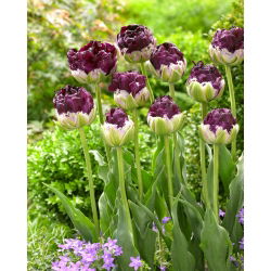 Tulipan Wow - 5 cebulek