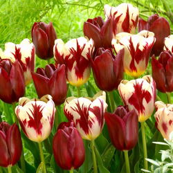 Tulipan Grand Perfection + National Velvet - zestaw 2 odmian - 50 szt.