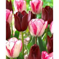 Tulipan Playgirl + National Velvet - zestaw 2 odmian - 50 szt.