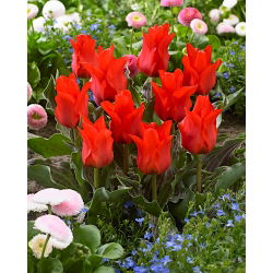 Tulipan Red Riding Hood - 5 cebulek