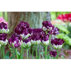 Tulipan Wow - 5 cebulek