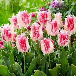 Tulipan Drakensteyn - 5 cebulek