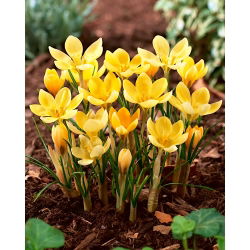 Krokus Romance - duża paczka! - 100 szt.