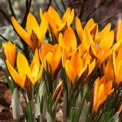 Krokus Angustifolius - duża paczka! - 100 szt.