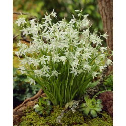 Śniedek zwisły - Ornithogalum nutans - duża paczka! - 100 szt.