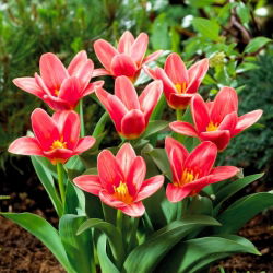 Tulipan Fashion - duża paczka! - 50 szt.