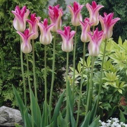 Tulipan Florosa - duża paczka! - 50 szt.