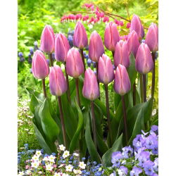 Tulipan Light And Dreamy - duża paczka! - 50 szt.