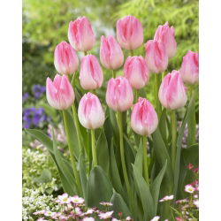Tulipan First Class - duża paczka! - 50 szt.