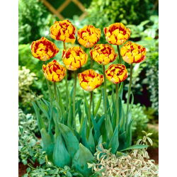 Tulipan Golden Nizza - duża paczka! - 50 szt.