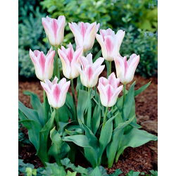 Tulipan Holland Chic - duża paczka! - 50 szt.