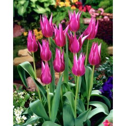Tulipan Maytime - duża paczka! - 50 szt.