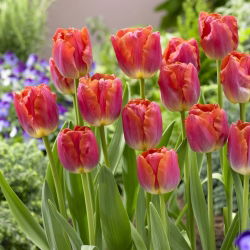 Tulipan Miami Sunset - duża paczka! - 50 szt.