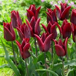 Tulipan Lasting Love - duża paczka! - 50 szt.