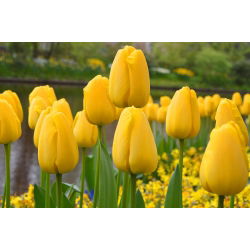 Tulipan Golden Apeldoorn - duża paczka! - 50 szt.