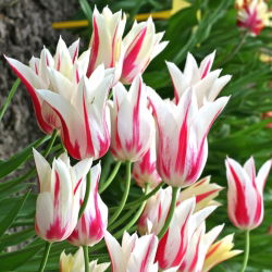 Tulipan Marilyn - duża paczka! - 50 szt.