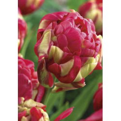 Tulipan lodowy - Renown Unique - duża paczka! - 50 szt.