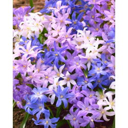 Śnieżnik lśniący - mix kolorów - 90 szt.