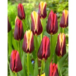 Tulipan Slava + Gavota - zestaw 2 odmian - 50 szt.