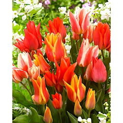 Canada mix - zestaw 3 odmian tulipanów - 45 szt.