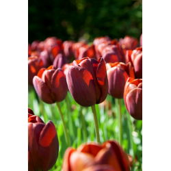Tulipan Dom Pedro - duża paczka! - 50 szt.