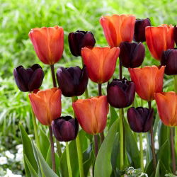 Tulipan Queen of Night + Annie Schilder - zestaw 2 odmian - 50 szt.