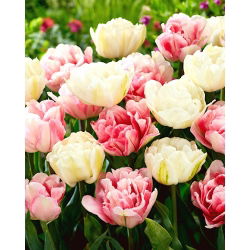 Tulipan Foxtrot + Mount Tacoma - zestaw 2 odmian - 50 szt.
