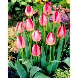 Tulipan Judith Leyster - duża paczka! - 50 szt.
