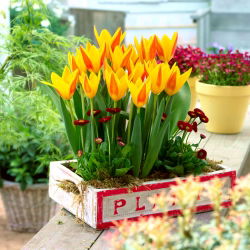Tulipan Giuseppe Verdi - duża paczka! - 50 szt.