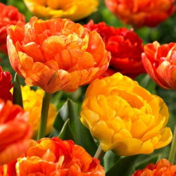 Tulipan Sun Lover + Yellow Pomponette - zestaw 2 odmian - 50 szt.