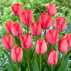 Tulipan Van Eijk - GIGA paczka! - 250 szt.