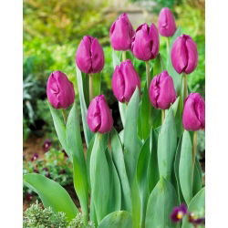 Tulipan Negrita - duża paczka! - 50 szt.