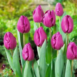 Tulipan Negrita - duża paczka! - 50 szt.