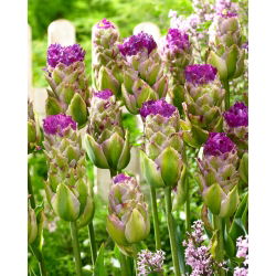 Tulipan Purple Tower - duża paczka! - 50 szt.