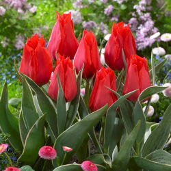 Tulipan niski czerwony - Greigii red - duża paczka! - 50 szt.