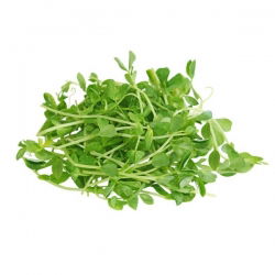 BIO Nasiona na kiełki z kiełkownicą dużą - Groch - Certyfikowane nasiona ekologiczne