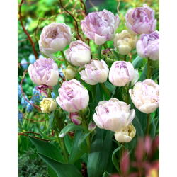 Tulipan Normandie - duża paczka! - 50 szt.