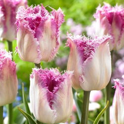 Tulipan Oviedo - duża paczka! - 50 szt.