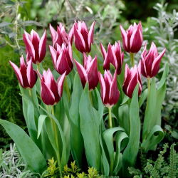 Tulipan Rajka - duża paczka! - 50 szt.
