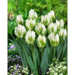 Tulipan Snow Valley - duża paczka! - 50 szt.