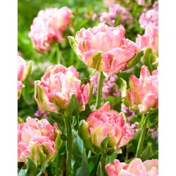 Tulipan Star Of Parrots - duża paczka! - 50 szt.