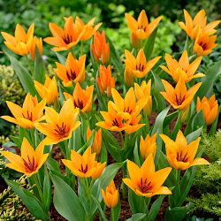 Tulipan Praestans Shogun - duża paczka! - 50 szt.