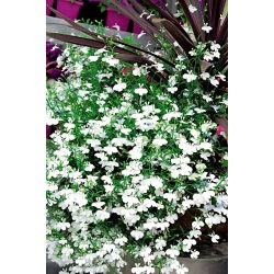 Lobelia zwisła biała
